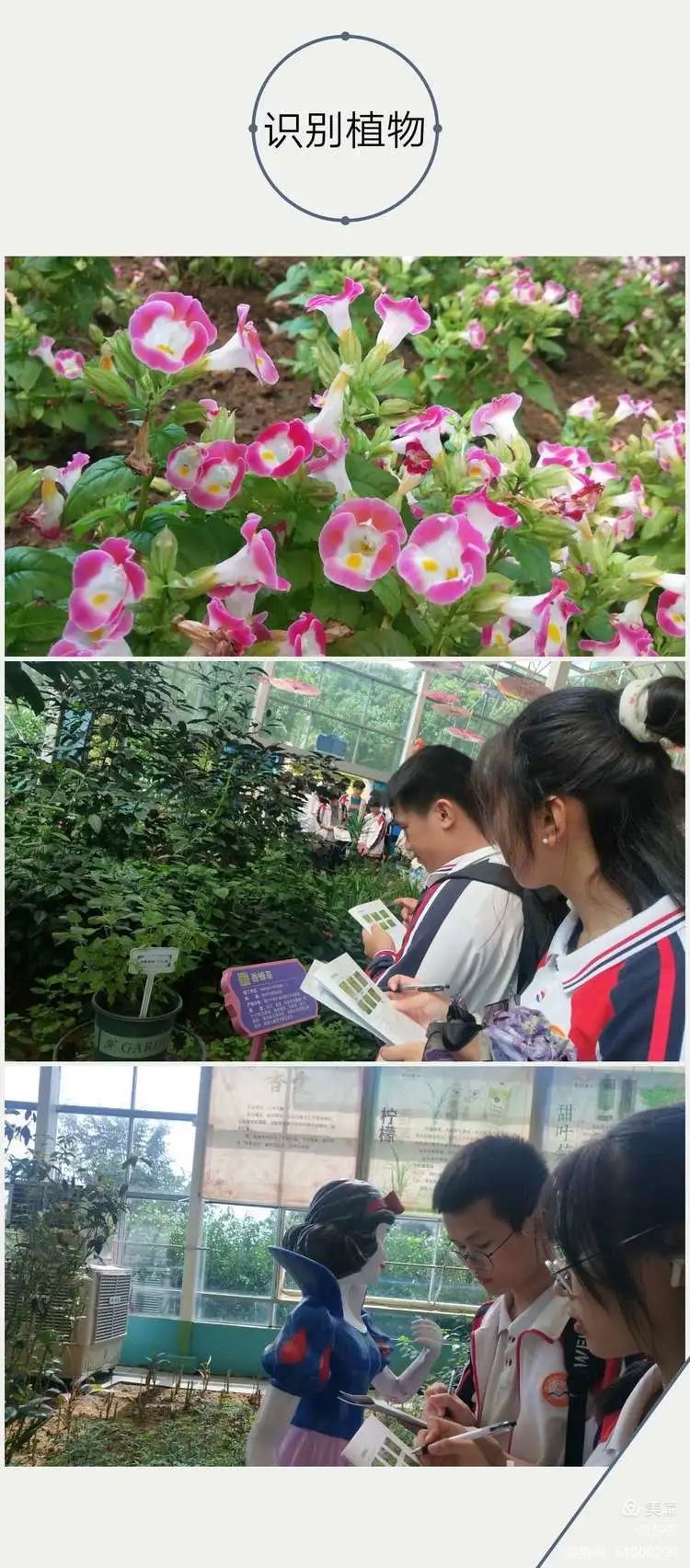 【校園動態(tài)】賞花憶往昔——?？邳S岡金盤高級中學(xué)高中部研學(xué)之旅